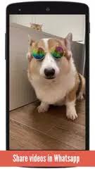 Whatsapp is most widely known as an instant messaging platform, but the popular app. Download Videos For Whatsapp Apk 24 0 Download For Android Download Download Videos For Whatsapp Apk Latest Version Apkfab Com