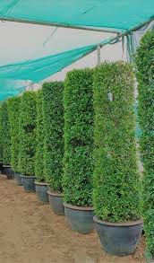 Merely planting this tree without any guidance can later lead to buckling pavement on driveways, streets, curbs, and damaged underground utilities and drains. Ficus Nitida Tall Flowering Outdoor Plants Plantshop Me