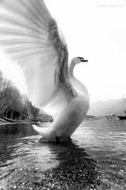 Black And White Swan Swan S Grace By Ionut Burloiu 500px Animals Beautiful Beautiful Birds Swan