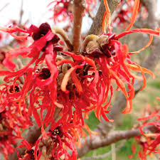 Image result for Hamamelis mollisi
