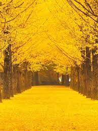Musim luruh (353 images) 1/18 pages. Autumn Atau Musim Luruh Jom Pi Bercuti Dan Umrah Murah Facebook