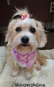 Finding a new family for dogs Junior and Latte in Delaware, OH