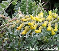 Image result for Sophora tomentosa