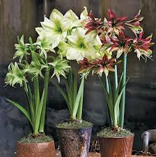 The following picture is scanned from the latest white flower farm catalog. Amaryllis Bulbs Exotic Collection Indoor Flower Bulbs Eden Brothers