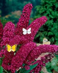 When choosing the ideal flowering tree, take into account your growing zone, how tall the tree grows, and when it blossoms. Dwarf Red Ruby Butterfly Bush Zone 5 9 Full To Partial Sun 4 8 Feet Tall And Fragrant Garden Plant Pots Flowers Butterfly Bush