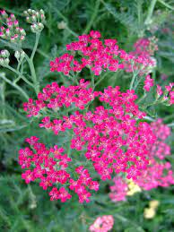 Con fiori gialli o rosa, un fusto carnoso dotato di lunghe spine e foglie grandi l'euphorbia mili è una pianta grassa originaria del sud dell'africa. Pianta Con Fiori Gialli A Grappolo