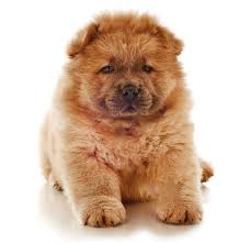 How big does a medium size dog get? The Ultimate Dog Breed Guide By Size Entirelypets