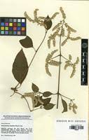 Image result for Sericostachys scandens