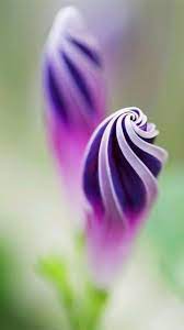 Girls Flowers Wonderful Life Video Unusual Flowers Unique Flowers Beautiful Flowers
