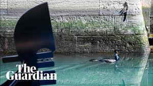 Dolphins And Fish Nature Moves Into Spaces Left Empty By Italian Coronavirus Quarantine Youtube