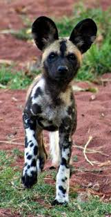 Afican Welpe Wildhund Afican Wildhund Welpe Afican Wildhu Afican Welpe Wildhu Wildhund Wild Dogs Animals Cute Animals