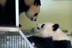 Maybe you would like to learn more about one of these? Une Merveilleuse Nouvelle Bientot Un Deuxieme Bebe Panda Au Zoo De Beauval