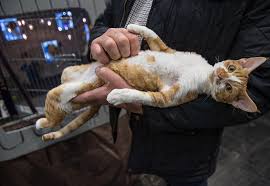 The feral kitten may not be seen for quite some time. Guy Gives Lesson In How To Tame Feral Cats