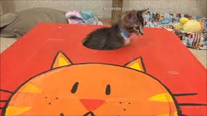 Maybe you would like to learn more about one of these? Jurupa Valley Promotion Make A Cornhole Toss Adopt A Cat For Free Abc7 Los Angeles
