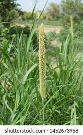 Image result for Cenchrus americanus