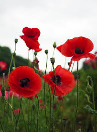 Red poppy isolated over white. Red Poppies Poppy Flower Flower Pictures Red Poppies