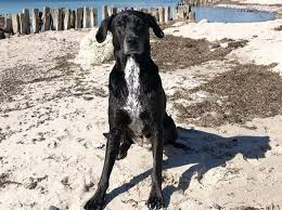 2 parts border collie, 1 part golden retriever and 1 part dalmatian. Meet Some Of The Best Dalmatian Mixes Around K9 Web