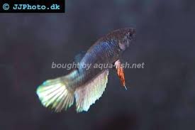 Peaceful betta betta imbellis synonyms: Peaceful Betta Betta Imbellis