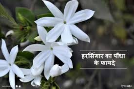 Harsingar Medicinal Uses Benefits And Its Side Effects Tips Advice From Top Doctors Lybrate
