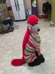 Gallery Holidays Seasonal In 2020 Creative Grooming Dog Hair Dye Dog Hair