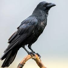 Inside The Outdoors Look Alike Crow And Raven Are Well Different Pine And Lakes Echo Journal