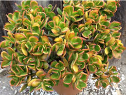Image result for Crassula zombensis
