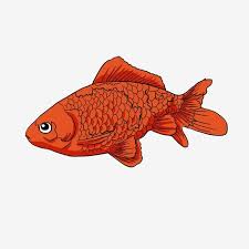 Carp Cartoon Squid Small Fish Fish Fish Red Squid Fish Farming Png Transparent Clipart Image And Psd File For Free Download Fish Graphic Cartoon Fish Cartoon Clouds