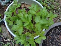 Certified planting material from holland. Plant Identification Closed Weed Looks Like Strawberry 1 By Kywoods