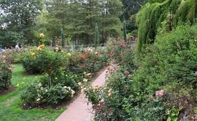 Dubbed the international rose test garden, the resulting rose garden is now nurtured within portland's washington park. Portland S International Rose Test Garden The Garden Website Com