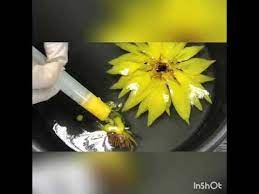 立體果凍 阮清水老師教做太陽花 youtube artist make it yourself pure products