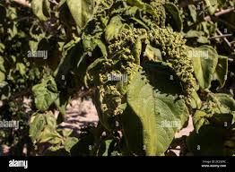 Image result for Vangueria monteiroi