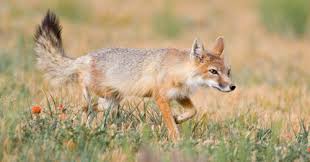 Distribution - The Swift Foxt fox