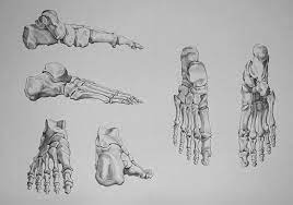 5% coupon applied at checkout save 5% with coupon. Foot Bones Video Lesson Presented In The Drawing Academy Course Bone Drawing Human Anatomy Drawing Bones Drawing