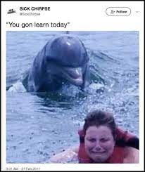 This Lesson Funny Pictures Funny Animals Hilarious