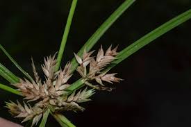 Image result for Cyperus pectinatus