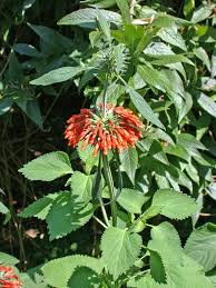 Image result for Leonotis nepetifolia