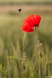 Bourdon Coquelicot With Images Red Poppies Poppy Flower Poppies