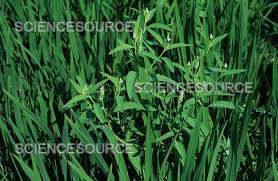 Image result for Sphenoclea zeylanica