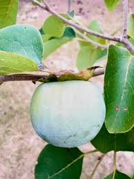 Image result for Diospyros squarrosa