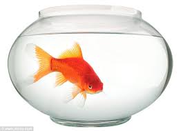 Check spelling or type a new query. Are Your Goldfish Sabotaging Your Wifi Or Is It Your Christmas Tree Lights Follow These Top Tips To Keep Your Internet Up To Speed Daily Mail Online