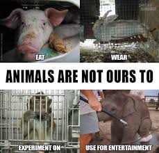 Animals Are Not Ours To Use Animalrights Vegan Animals Vegan Animals Animal Abuse