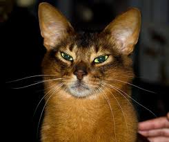 Image result for Antopetitia abyssinica