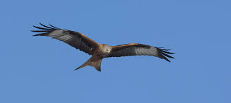 Vogel j.p., nardin j.m., dowswell t., we. Der Rotmilan Birdlife Schweiz Suisse Svizzera