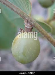 Image result for Bridelia mollis