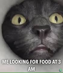 Memes Discover Late Night Search For Food New Post Late Night Search For Food By Djemvdaalen Via Iphone8 Hr Cute Funny Animals Cute Baby Animals Cute Animals