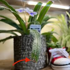 Image result for Streptocarpus leptopus