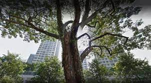 Official telok blangah community club facebook page. Telok Blangah Towers Hdb Details Srx