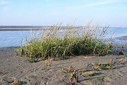 Image result for Hubbardochloa