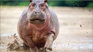 Facebook gives people the power. The Patriots Peranan Badak Air Dalam Ekosistem Oleh Facebook