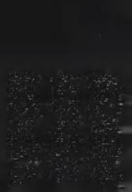 Image result for Pavetta vanwykiana